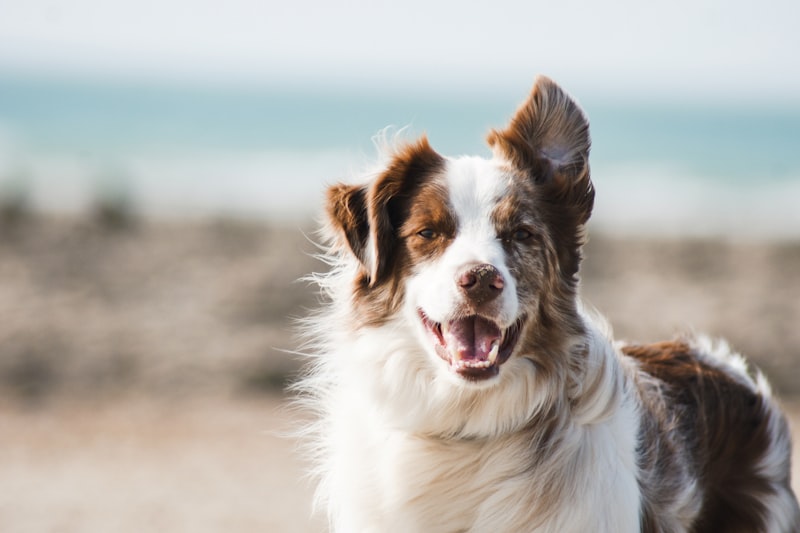 Ansia da Separazione nel Cane: Guida Completa per Aiutarlo